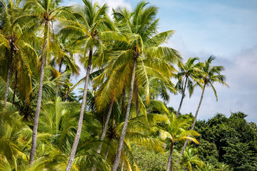 Palm Tree and Beach