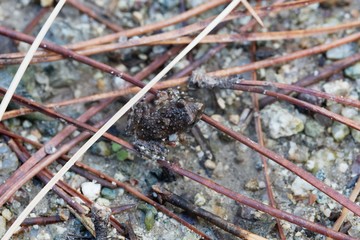 Young Corsican painted frog (Discoglossus montalentii)