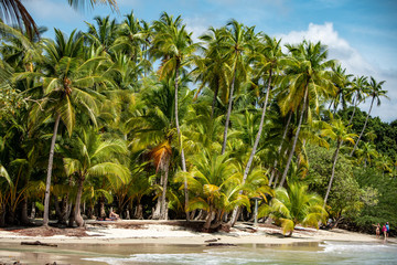 Palm Tree and Beach