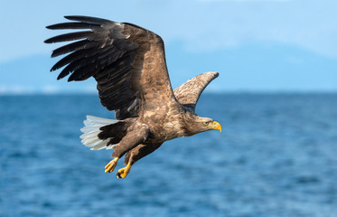 Fototapeta premium Dorosłe bieliki wędkarskie. Tło błękitnego oceanu. Nazwa naukowa: Haliaeetus albicilla, zwana także ernem, erne, orłem szarym, bielikiem i bielikiem.