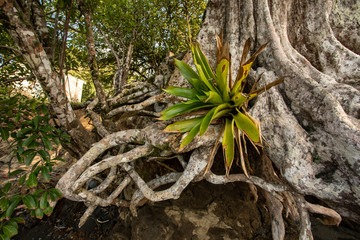 bromeliad in tree