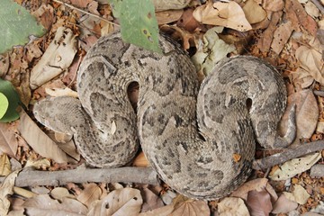 Puff adder (Bitis arietans)
