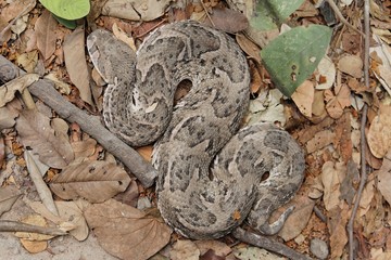 Puff adder (Bitis arietans)