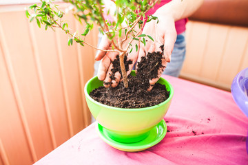 A woman plants a houseplant in a pot.