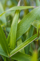 Obraz premium BAMBU LEAF