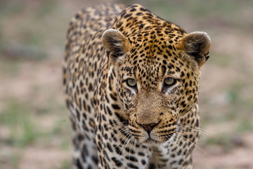 Portrait of a Leopard male in Sabi Sands Game Reseve in the greater Kruger Region in South Africa