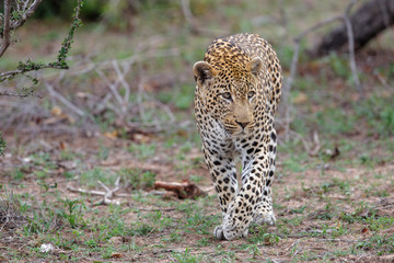Leopard male walking in Sabi Sands Game Reseve in the greater Kruger Region in South Africa