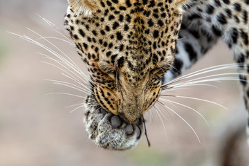 Portrait  of a female Leopard in Sabi Sands Game Reserve in the Greater Kruger Region in South Africa