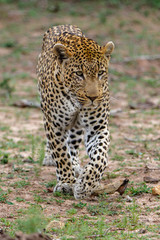 Leopard male walking in Sabi Sands Game Reseve in the greater Kruger Region in South Africa