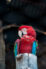 GUACAMAYO
