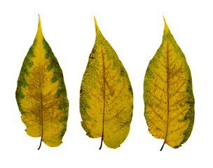 Set of Dry Leaves Isolated on White Background