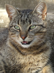 Fototapeta premium Half body portrait of green-eyed cat