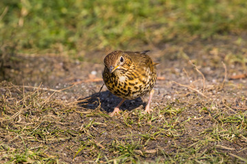 Song Thrush on the Ground