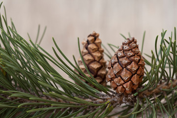 Pretty pine cone on a branch, conifer tree