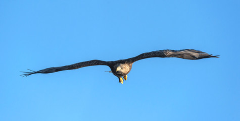 White-tailed eagle in flight.  Blue sky background. Scientific name: Haliaeetus albicilla, also known as the ern, erne, gray eagle, Eurasian sea eagle and white-tailed sea-eagle.