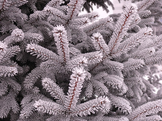 Spruce branches in hoarfrost