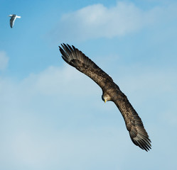 White-tailed eagle in flight.  Blue sky background. Scientific name: Haliaeetus albicilla, also known as the ern, erne, gray eagle, Eurasian sea eagle and white-tailed sea-eagle.