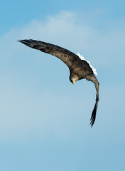 White-tailed eagle in flight.  Blue sky background. Scientific name: Haliaeetus albicilla, also known as the ern, erne, gray eagle, Eurasian sea eagle and white-tailed sea-eagle.