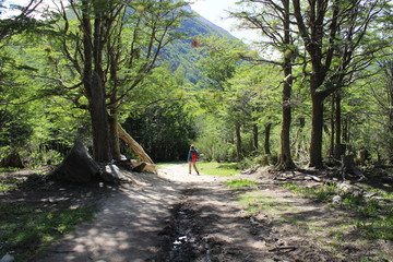 Path  to  the  forest