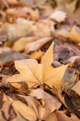 Pile of yellow fallen leaves with blurres background. Autumn leaf background with blurred back.