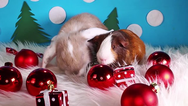 Cute christmas animal pet lop rabbit dwarf bunny xmas pets animals