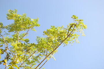 green leaves and blue sky