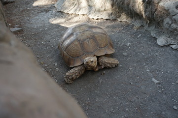 Turtle