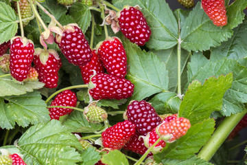 closeup of loganberry plant with ripe loganberries growing in organic garden - obrazy, fototapety, plakaty