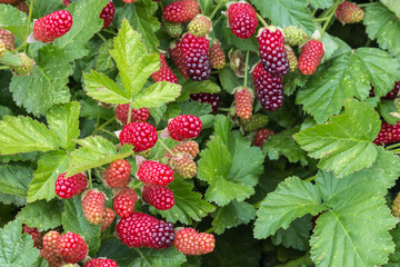 organic loganberries ripening on loganberry bush - obrazy, fototapety, plakaty