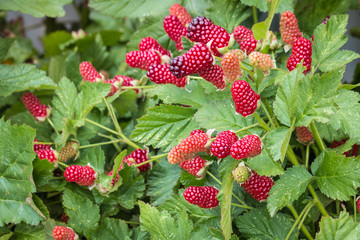 loganberry bush with ripe and unripe loganberries