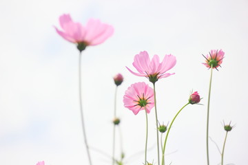 Cosmos pink flower in the field,Clipping with sky background.Vintage s cosmos flowers in garden tone.