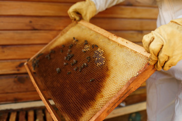 hands of beekeeper pulls out from the hive a wooden frame with honeycomb. Collect honey. Beekeeping concept