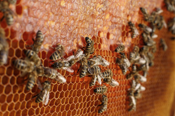 close up honeycomb in wooden frame with bees on it. Apiculture concept