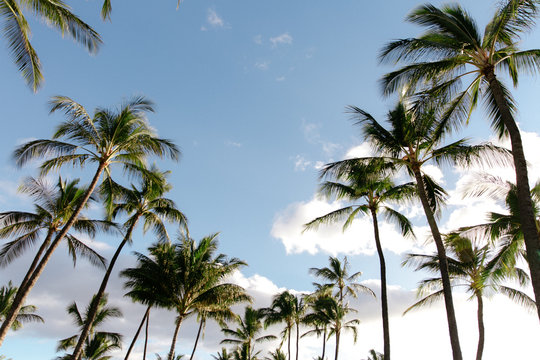 green, palms, hawaii, lush, spring, palm trees, 