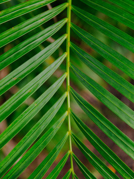 green, palms, hawaii, lush, spring, palm trees, 