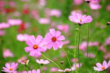Pink cosmos flower blooming in the field, For background in vintage style soft focus