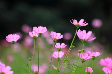Fototapeta premium Pink cosmos flower blooming in the field, For background in vintage style soft focus.