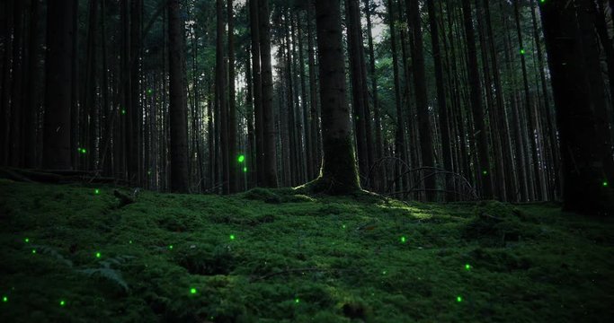 Magic firefly light in mossy fairytale forest landscape. 