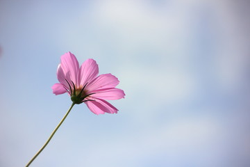 Cosmos pink flower in the field,Clipping with sky background.Vintage s cosmos flowers in garden tone.