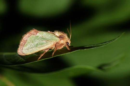 A Slug Moth perches on a leaf during the night. These moths come from attractive but spiny venomous caterpillars, and there are several species of slug moth that fall into that category.