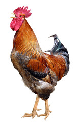 Colorful Rooster Brown hen isolated on white background