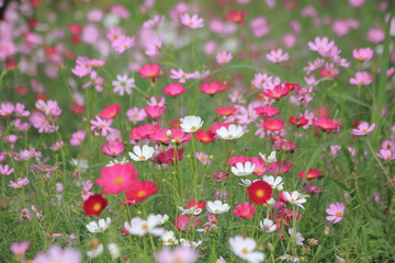 Obraz na płótnie Canvas Pink cosmos flower blooming in the field, For background in vintage style soft focus.