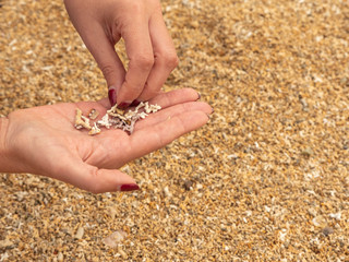 Sorting out corals  on palm of hand. Coral beach, county Galway, Ireland.