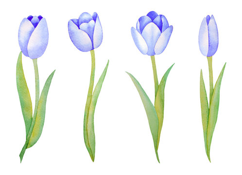 Illustration of watercolor hand drawn set of blue tulips isolated on white background. Spring flowers. Invitations, save the date cards, fabric, wallpaper, scrapbook, greeting card design. 