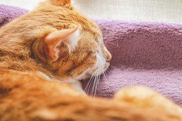 Red-and-white kitty is peaceful slumbering at the new violet plaid on the windowsill.