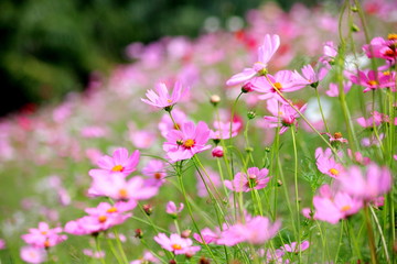 Pink cosmos flower blooming in the field, For background in vintage style soft focus.