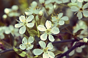 Flowering branches of cherry.