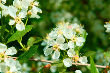 Flowering branches of cherry.