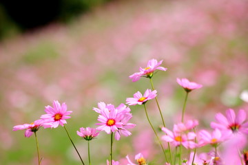 Pink cosmos flower blooming in the field, For background in vintage style soft focus.