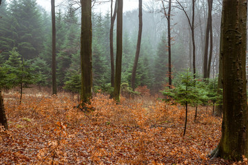 forest in autumn in poland
